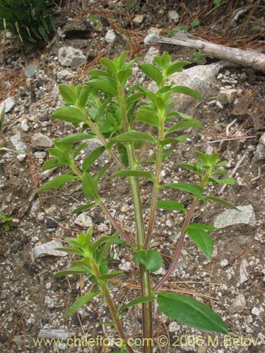 Imágen de Dasyphyllum diacanthoides (Trevo / Palo santo / Palo blanco / Tayu). Haga un clic para aumentar parte de imágen.